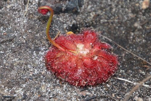 Drosera aliciae