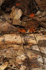 Marasmius fulvoferrugineus