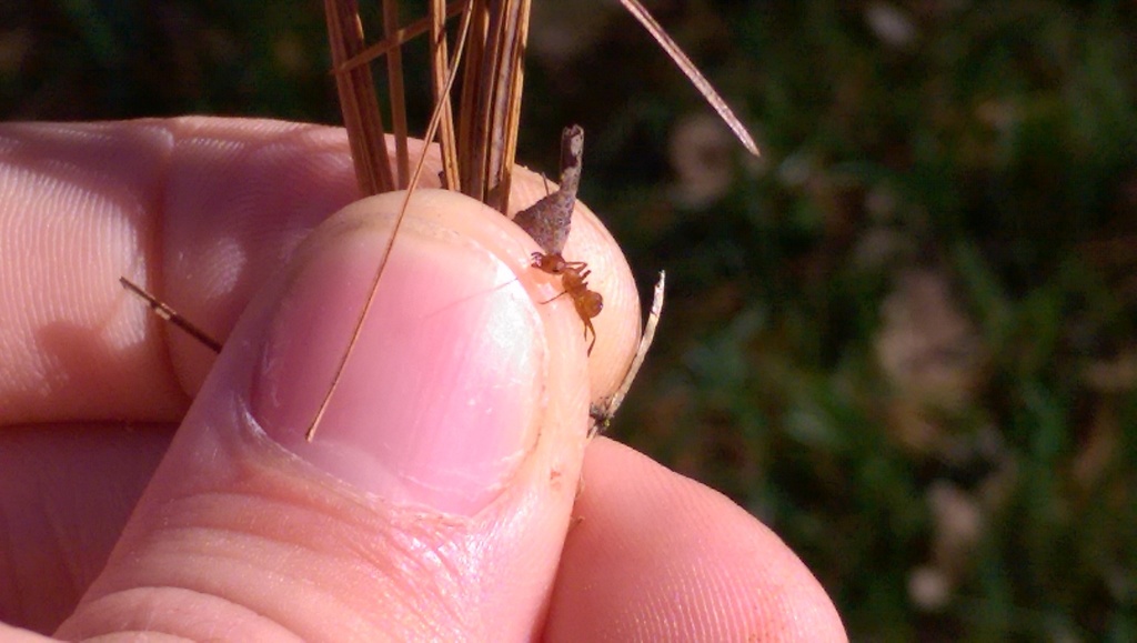 pale-field-ant-from-robertson-county-tn-usa-on-november-04-2020-at