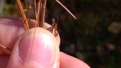 Formica pallidefulva