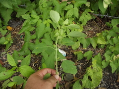 Porophyllum punctatum