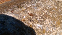 Formica pallidefulva