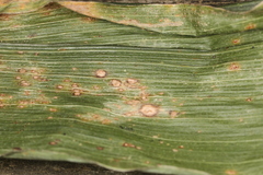 Cercospora zeae-maydis