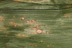 Cercospora zeae-maydis