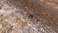 Formica pallidefulva