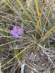 Olearia ciliata