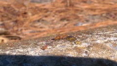 Formica pallidefulva