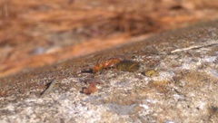 Formica pallidefulva