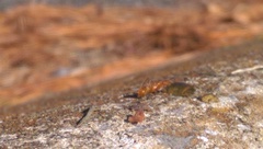Formica pallidefulva