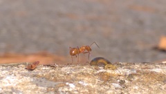 Formica pallidefulva