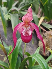 Phragmipedium