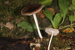Pluteus septocystidiatus