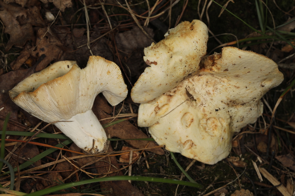 Lactifluus sp. 'glaucescens-IN06'