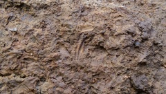 Palaeoheterodonta