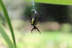 Micrathena pichincha