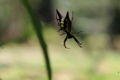 Micrathena pichincha