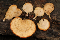 Microporellus obovatus