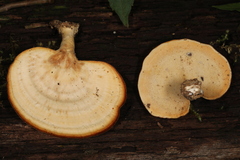 Microporellus obovatus