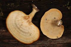 Microporellus obovatus