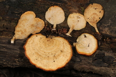 Microporellus obovatus