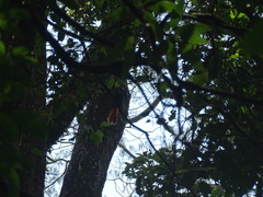 Rhipidura phoenicura