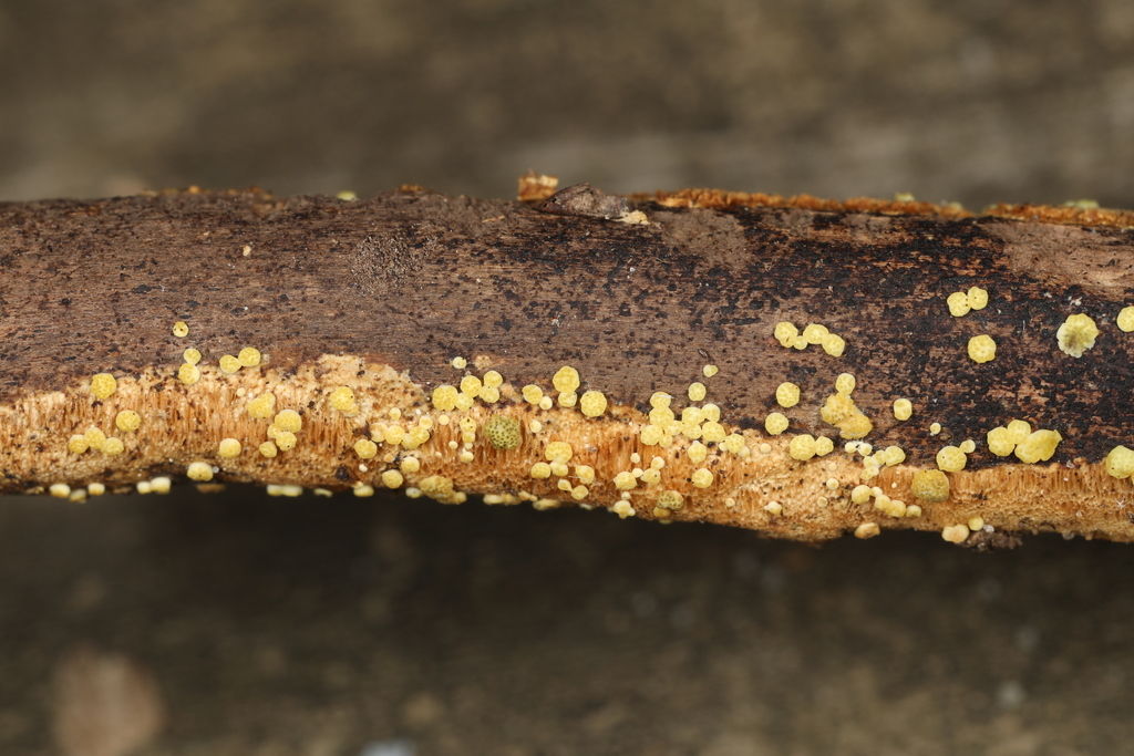 shelf fungi from Twin Swamps Nature Preserve, Black Twp., Indiana, USA ...