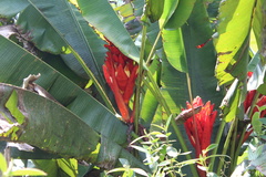 Musa coccinea