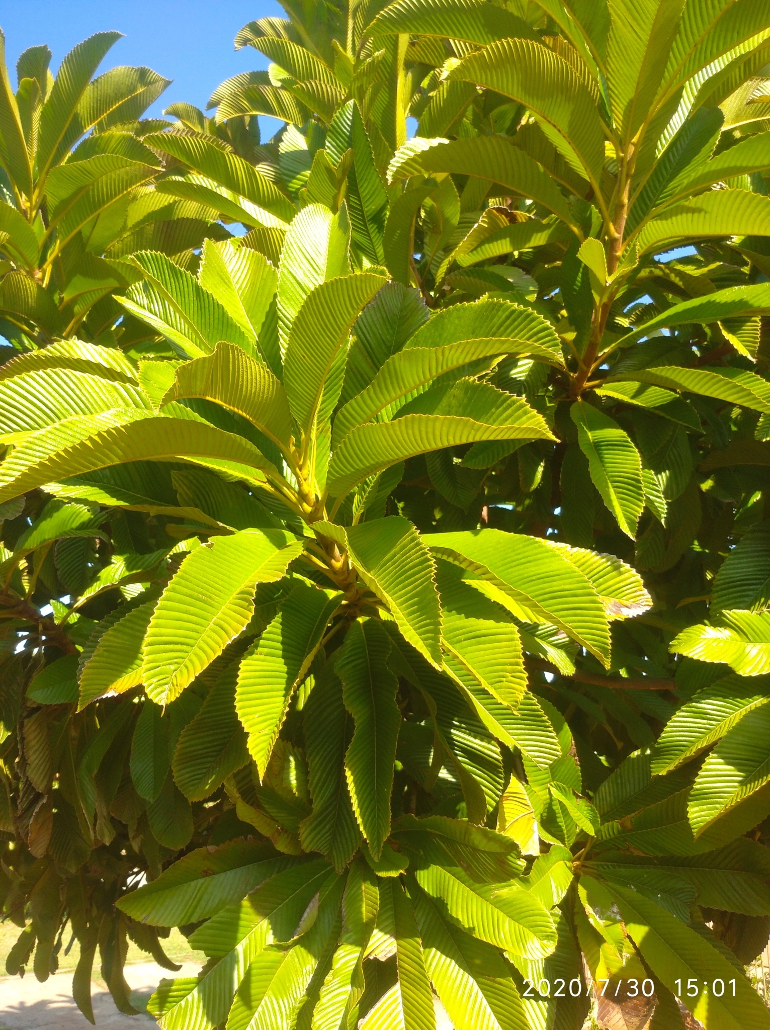 Dillenia indica