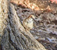 Passer domesticus