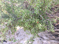 Condalia globosa pubescens