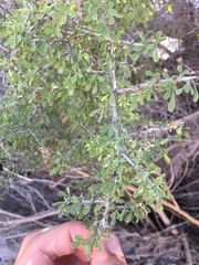 Condalia globosa pubescens
