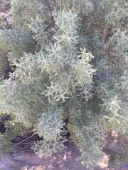 Condalia globosa pubescens
