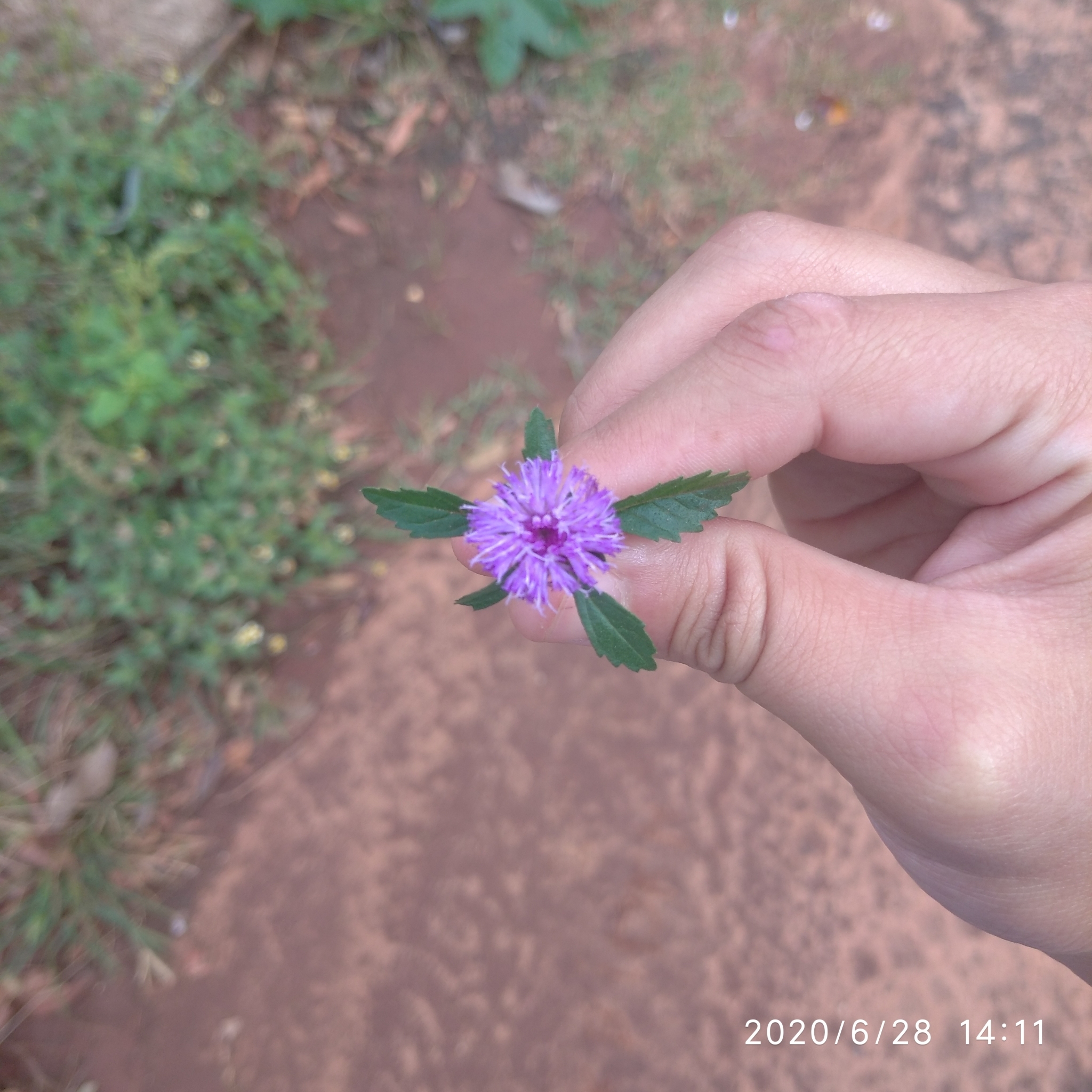 Centratherum punctatum