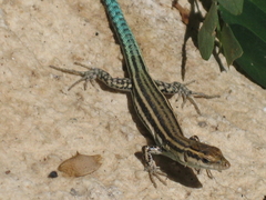 Podarcis hispanicus