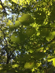 Tilia americana americana