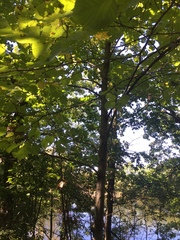 Tilia americana americana