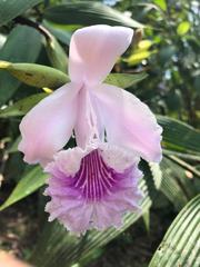 Sobralia rosea