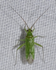 Blepharidopterus angulatus