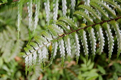Asplenium truncatum