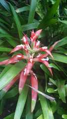 Guzmania wittmackii