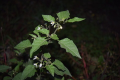 Solanum nigrum