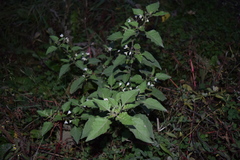 Solanum nigrum