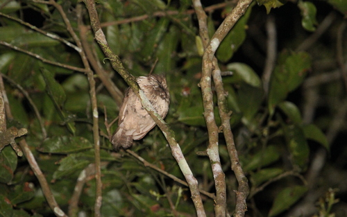 Javan Frogmouth (Batrachostomus javensis), photo 6