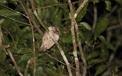 Batrachostomus javensis