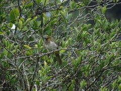 Pycnonotus bimaculatus