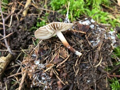 Marasmius cohaerens