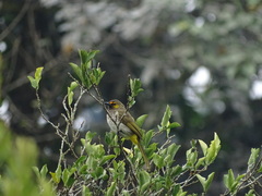 Pycnonotus bimaculatus