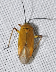Brachycoleus pilicornis
