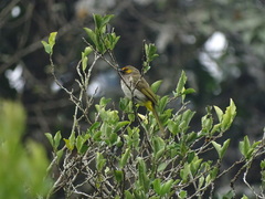 Pycnonotus bimaculatus