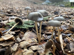 Psathyrella gracilis